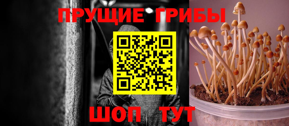 Знаменск  Псилоцибиновые грибы Psilocybe  Вход с VPN  Псилоцибиновые грибы Magic Shrooms 